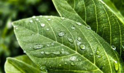 晚上吸收二氧化碳的植物|植物夜间会释放氧气吗？夜间释放氧气的植物有哪些？